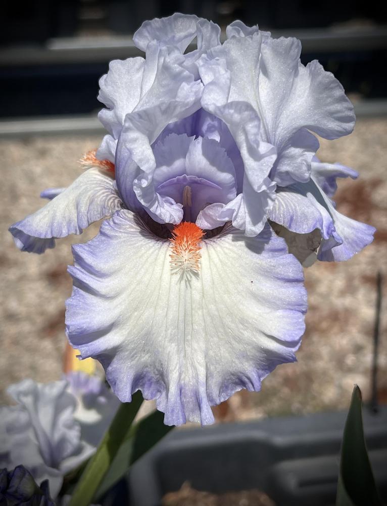 Photo of Tall Bearded Iris (Iris 'Waterline') uploaded by LizzyLegs