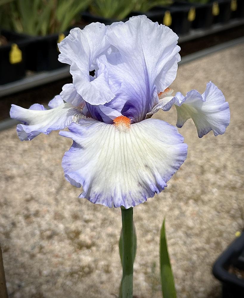 Photo of Tall Bearded Iris (Iris 'Waterline') uploaded by LizzyLegs
