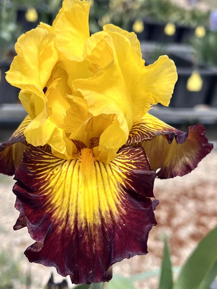 Photo of Tall Bearded Iris (Iris 'Snapshot') uploaded by LizzyLegs