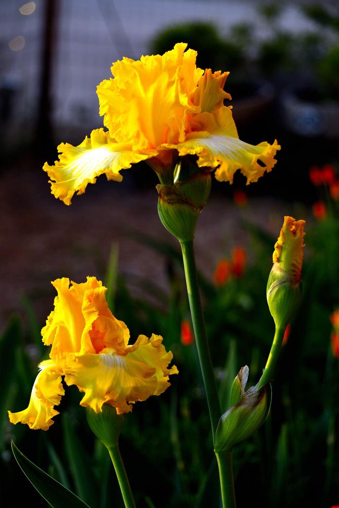 Photo of Tall Bearded Iris (Iris 'That's All Folks') uploaded by azcowgirl