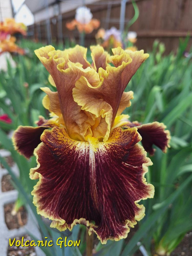 Photo of Tall Bearded Iris (Iris 'Volcanic Glow') uploaded by javaMom