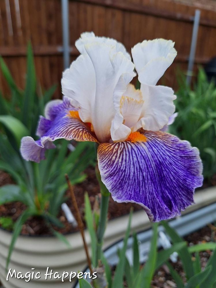 Photo of Tall Bearded Iris (Iris 'Magic Happens') uploaded by javaMom