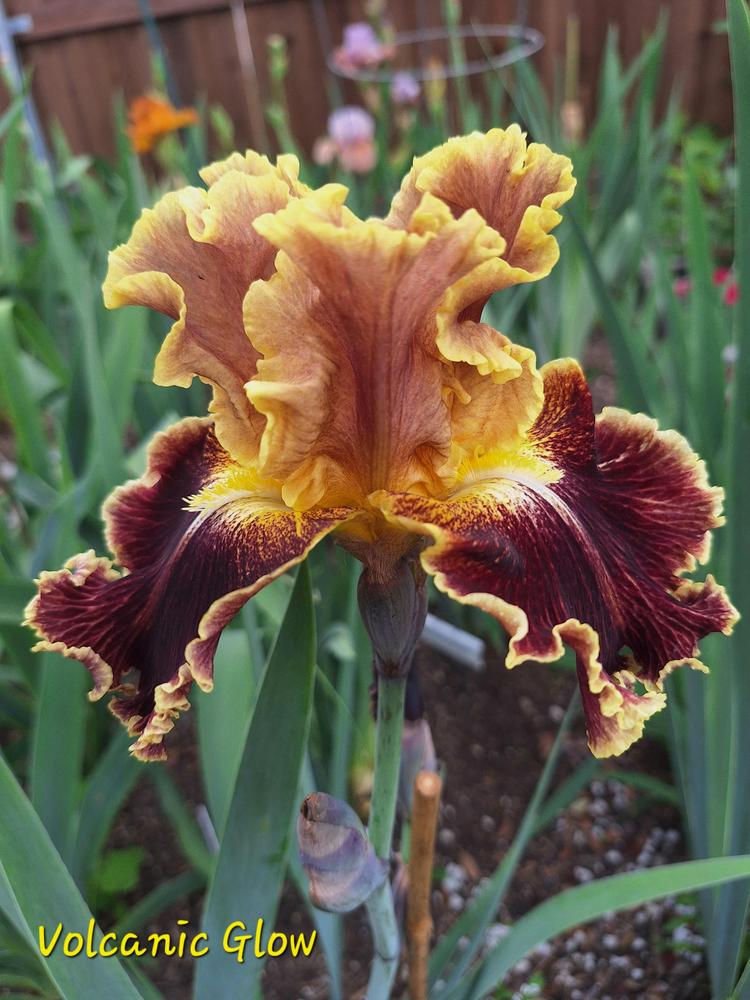Photo of Tall Bearded Iris (Iris 'Volcanic Glow') uploaded by javaMom