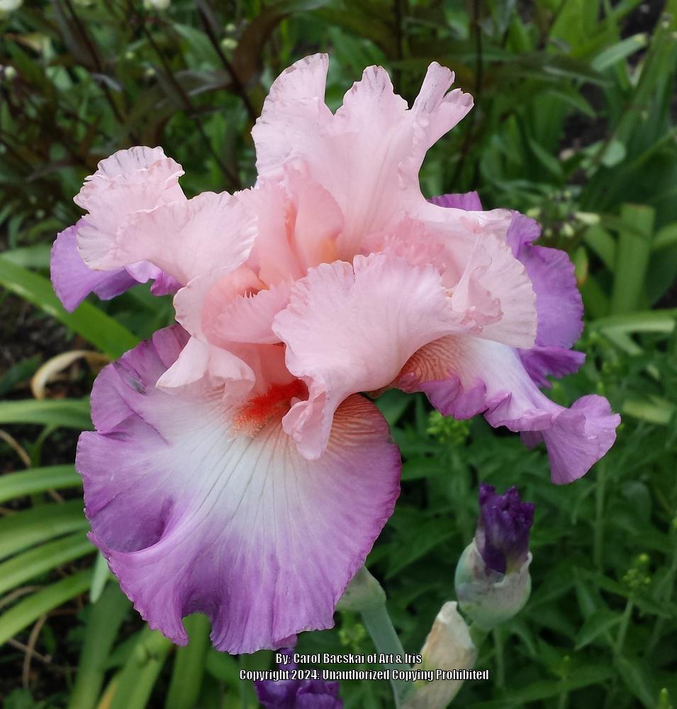 Photo of Tall Bearded Iris (Iris 'Blowing Kisses') uploaded by Artsee1