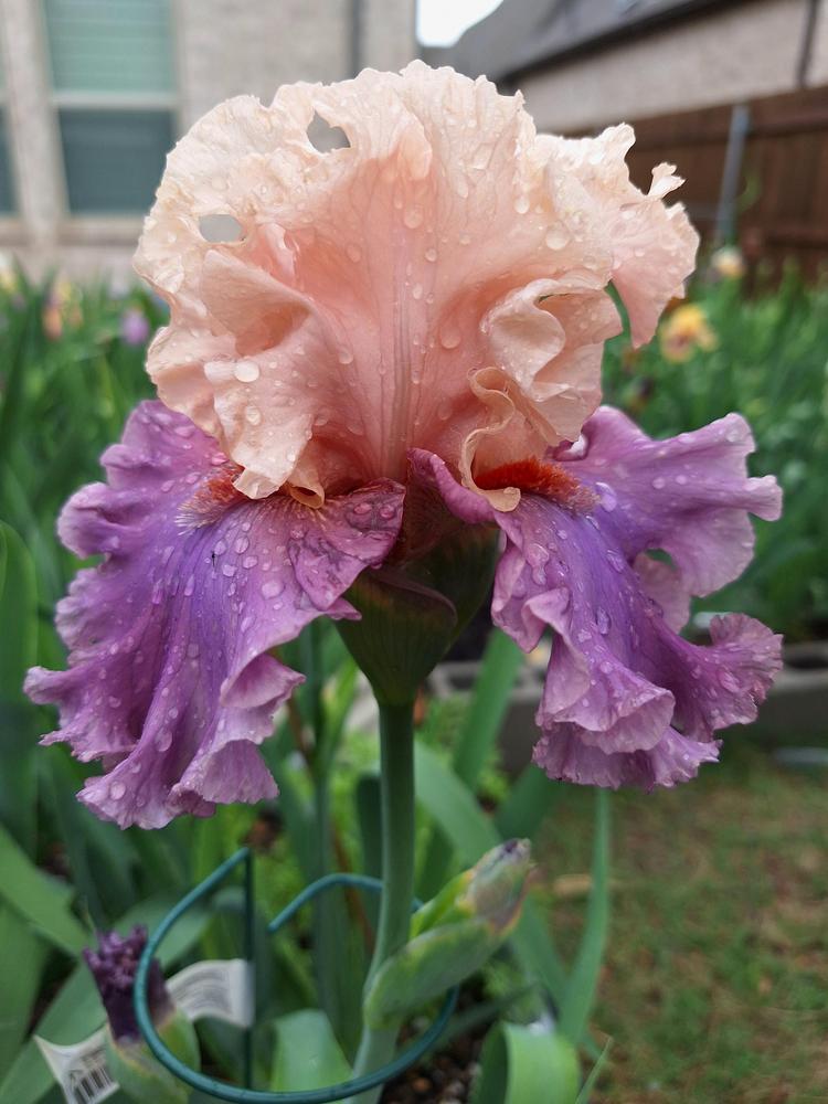 Photo of Tall Bearded Iris (Iris 'Secret Delight') uploaded by javaMom