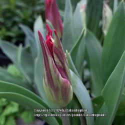Location: Wallsend, Tyne and Wear, England UK 
Date: 2024-04-11
Tulipa 'Virichic'