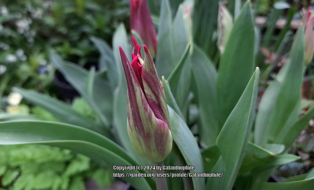 Photo of Viridiflora Tulip (Tulipa 'Virichic') uploaded by Galanthophile