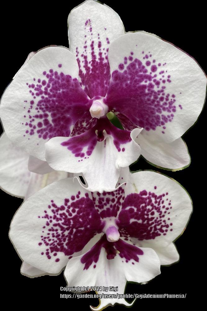 Photo of Moth Orchid (Phalaenopsis) uploaded by GigiAdeniumPlumeria