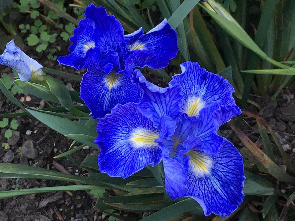 Photo of Pacific Coast Iris (Iris 'Ocean Blue') uploaded by Iraygus