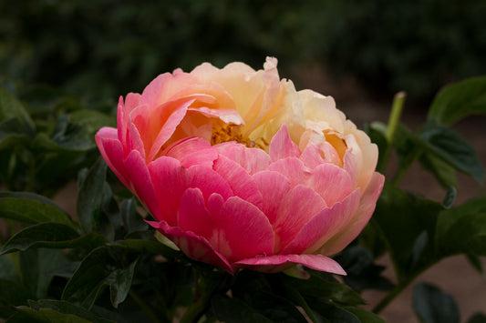 Photo of Peony (Paeonia 'Coral Sunset') uploaded by Joy