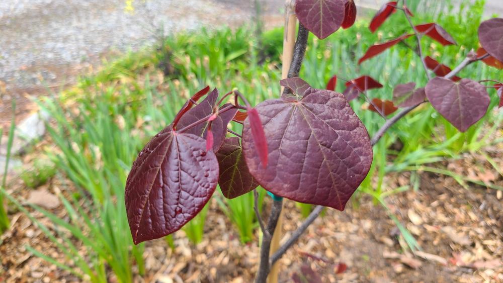 Photo of Eastern Redbud (Cercis canadensis 'Forest Pansy') uploaded by LoriMT