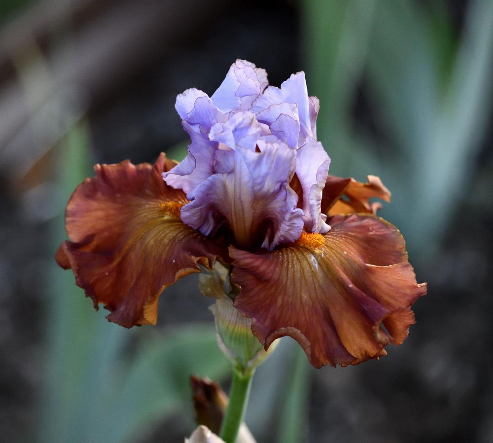 Photo of Tall Bearded Iris (Iris 'Instant Attraction') uploaded by azcowgirl