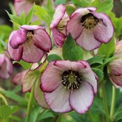 Location: My house
Date: January 4, 2024
Hellebore 'French Kiss'