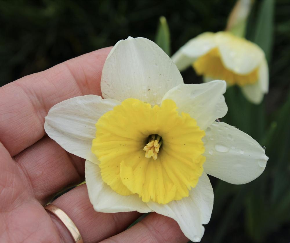 Photo of Large-Cupped Daffodil (Narcissus 'Ice Follies') uploaded by jimk_rn