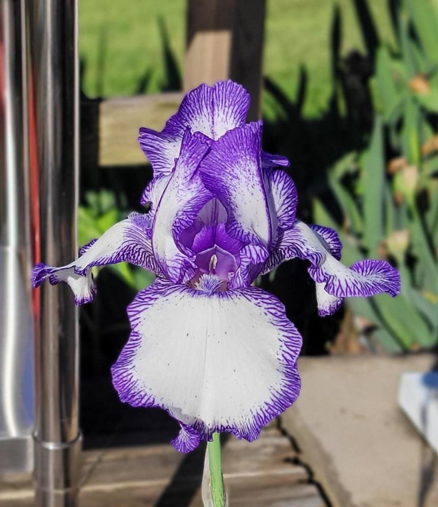 Photo of Tall Bearded Iris (Iris 'Rare Treat') uploaded by Bitoftrouble