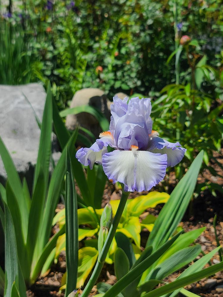 Photo of Tall Bearded Iris (Iris 'Waterline') uploaded by BrookeCarrollGant