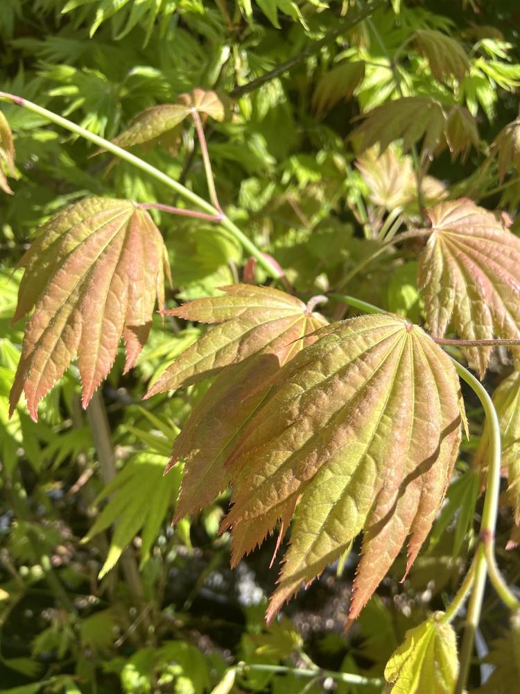 Photo of Shirasawa Maple (Acer shirasawanum Moonrise™) uploaded by Calif_Sue