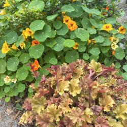 Location: My Mom’s garden, growing with nasturtiums 
Date: 2024-04-10