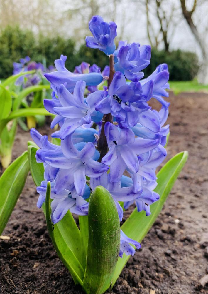 Photo of Hyacinth (Hyacinthus orientalis 'Blue Eyes') uploaded by Raimisx9