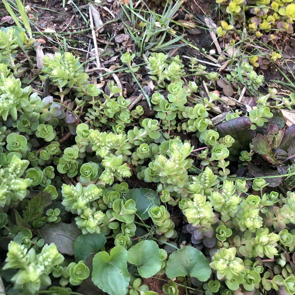 Photo of Woodland Stonecrop (Sedum ternatum) uploaded by sedumzz