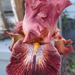 Location: Bassett, VA (Zone 7a)
Date: 2024-04-12
Very tall! Beautiful iris with well-formed, tight standards.