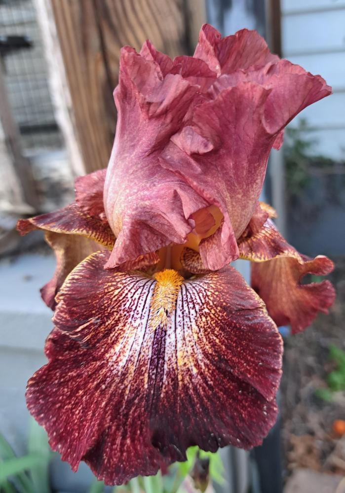Photo of Tall Bearded Iris (Iris 'Paprika Fono's') uploaded by BlueRidgeGardener23