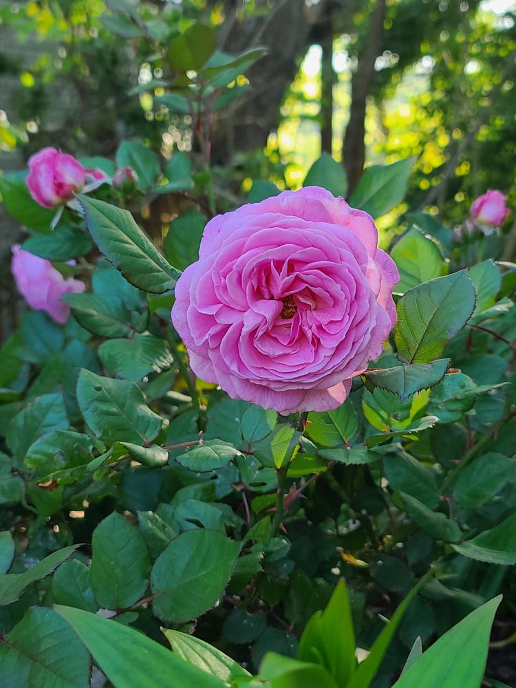 Photo of Rose (Rosa 'Madame de Maintenon') uploaded by BrookeCarrollGant
