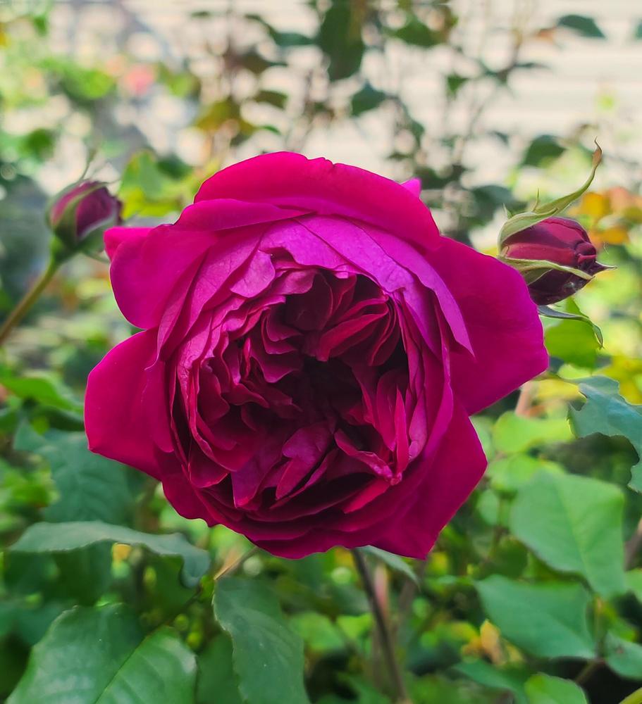 Photo of Rose (Rosa 'Young Lycidas') uploaded by BrookeCarrollGant