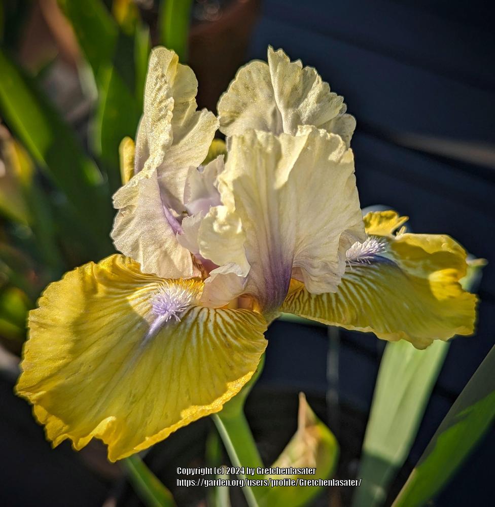 Photo of Intermediate Bearded Iris (Iris 'Double Your Fun') uploaded by Gretchenlasater
