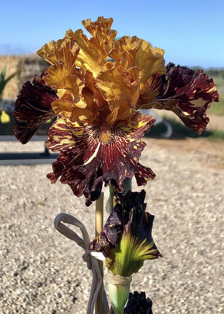 Photo of Tall Bearded Iris (Iris 'Spiced Tiger') uploaded by LizzyLegs