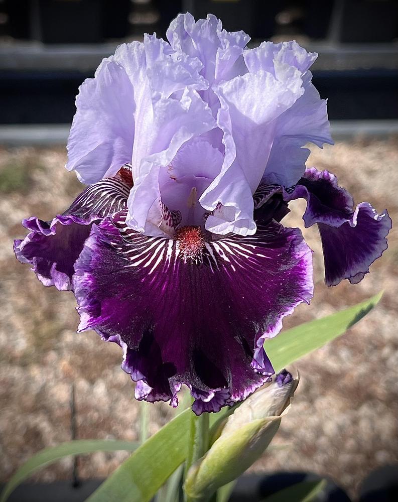 Photo of Tall Bearded Iris (Iris 'Salome's Butterfly') uploaded by LizzyLegs