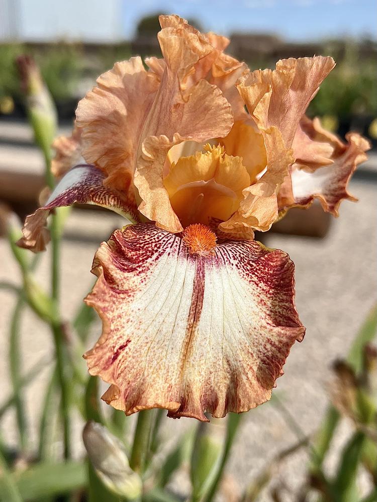 Photo of Border Bearded Iris (Iris 'Chickasaw Sue') uploaded by LizzyLegs