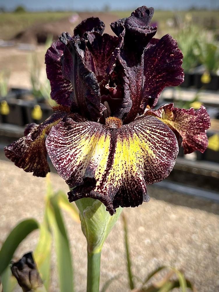Photo of Tall Bearded Iris (Iris 'Sorbonne') uploaded by LizzyLegs