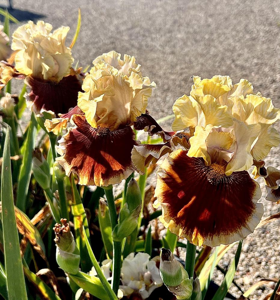 Photo of Tall Bearded Iris (Iris 'Seasons in the Sun') uploaded by LizzyLegs