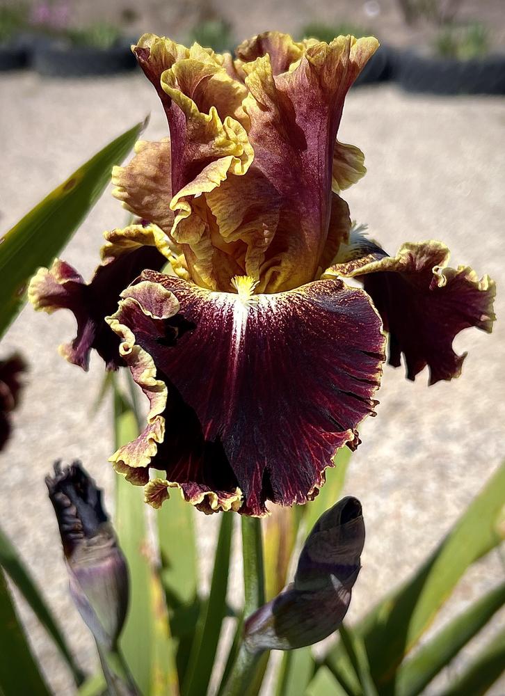 Photo of Tall Bearded Iris (Iris 'Volcanic Glow') uploaded by LizzyLegs