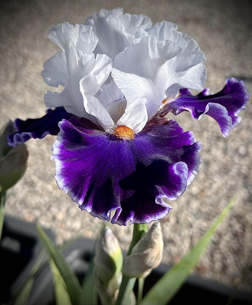 Photo of Tall Bearded Iris (Iris 'Merry Amigo') uploaded by LizzyLegs