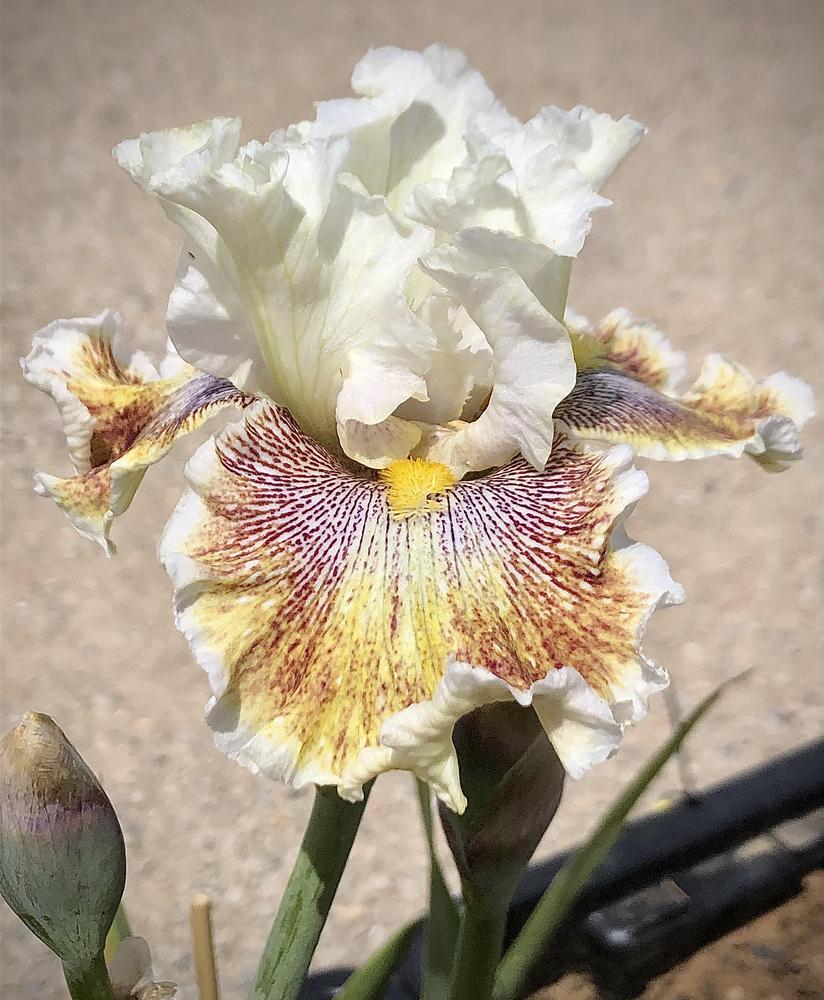 Photo of Tall Bearded Iris (Iris 'Spring Madness') uploaded by LizzyLegs
