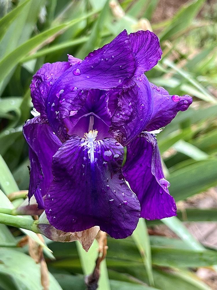 Photo of Intermediate Bearded Iris (Iris 'Crimson King') uploaded by LizzyLegs