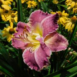 Location: Eagle Bay, New York
Date: 2023-08-30
Daylily (Hemerocallis 'Ring the Bells of Heaven') still in bloom,