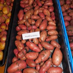 Location: Eagle Bay, New York
Date: 2023-09-05
Fingerling Potato (Solanum tuberosum 'French Fingerling') harvest