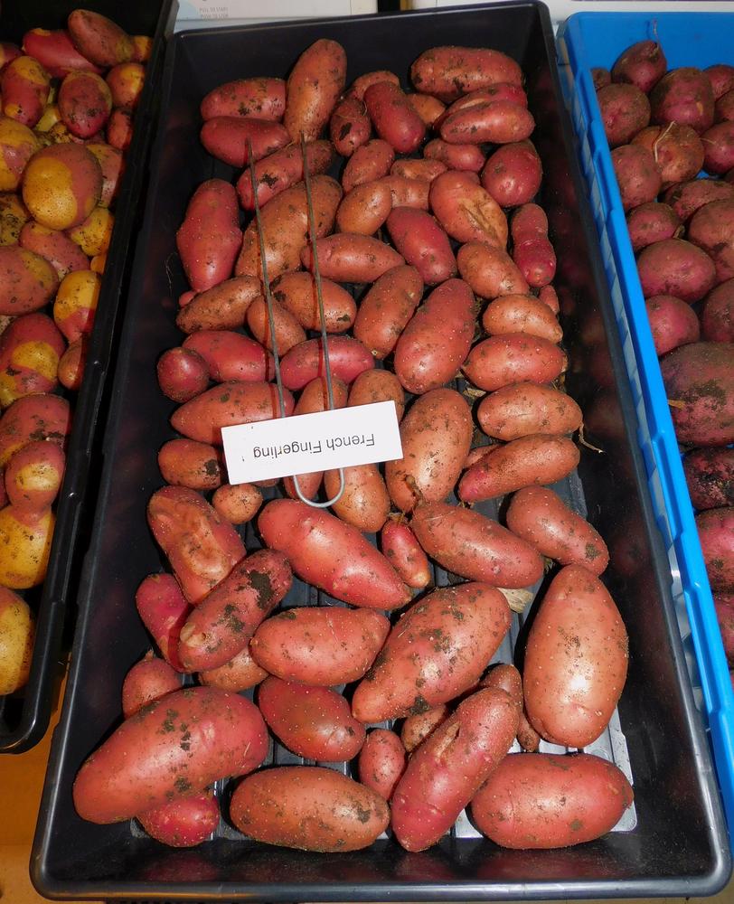 Photo of Fingerling Potato (Solanum tuberosum 'French Fingerling') uploaded by adknative
