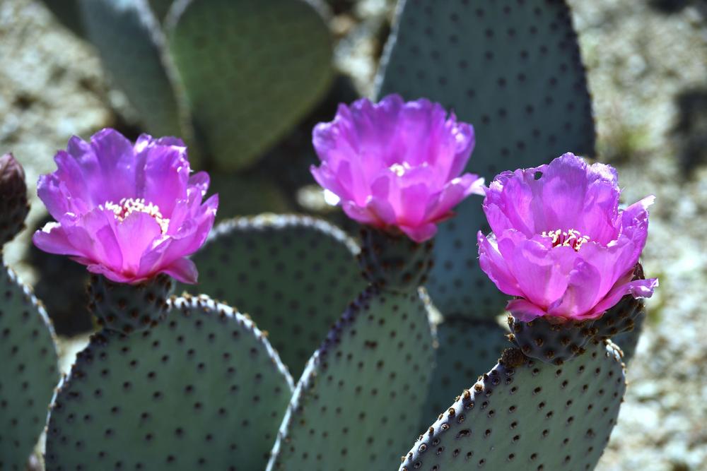 Photo of Beavertail Cactus (Opuntia basilaris) uploaded by azcowgirl