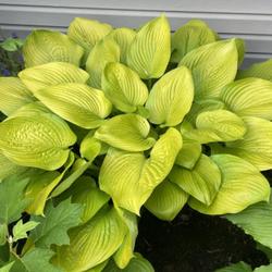 Location: My house
Date: July 21, 2023
Hosta ‘Age of Gold’.