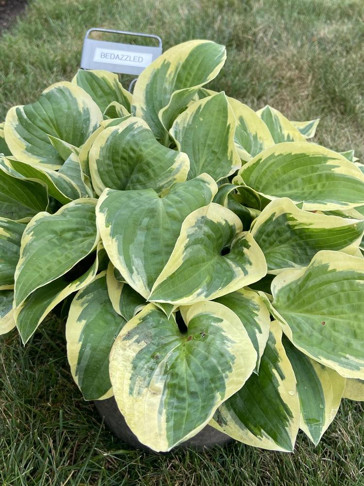 Photo of Hosta 'Bedazzled' uploaded by jimk_rn