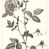 illustration [as Rosa diversifolia] by P. J. Redouté from 'Descr