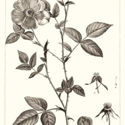 
Date: c. 1803
illustration [as Rosa diversifolia] by P. J. Redouté from 'Descr