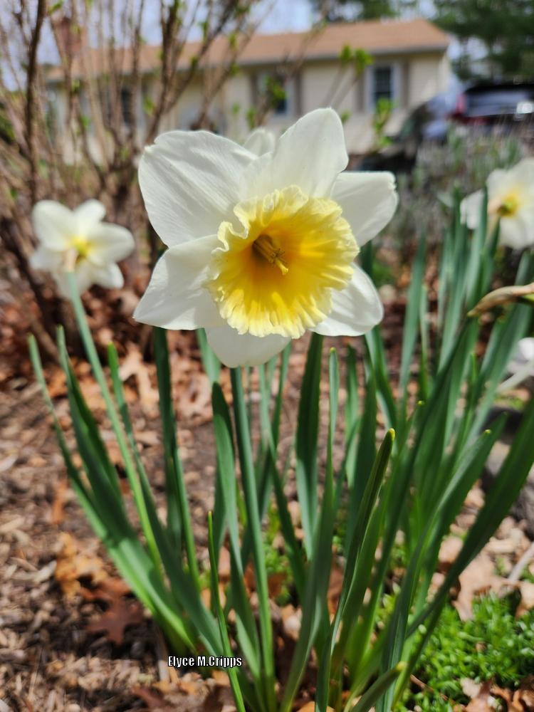 Photo of Large-Cupped Daffodil (Narcissus 'Ice Follies') uploaded by ElyceC