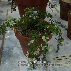 Location: Alpine Garden Society show, Hexham, Northumberland, England UK 
Date: 2024-04-13
Clematis marmoraria