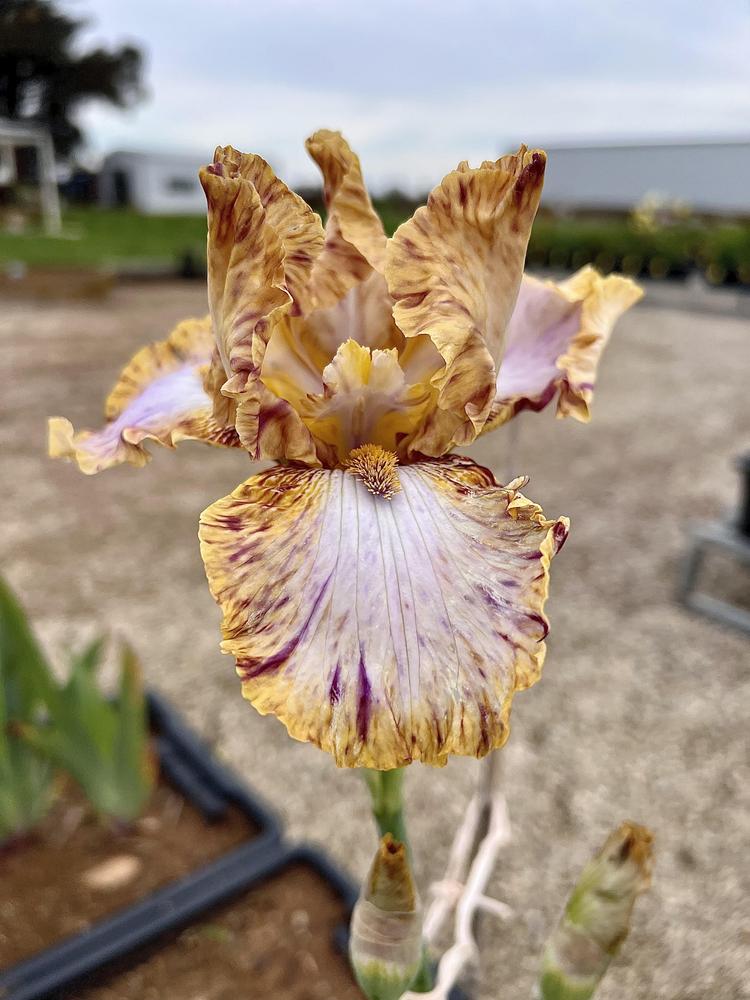 Photo of Tall Bearded Iris (Iris 'Toucan Tango') uploaded by LizzyLegs