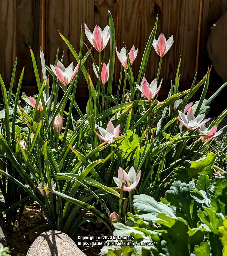 Photo of Lady Tulip (Tulipa clusiana 'Lady Jane') uploaded by NMoasis